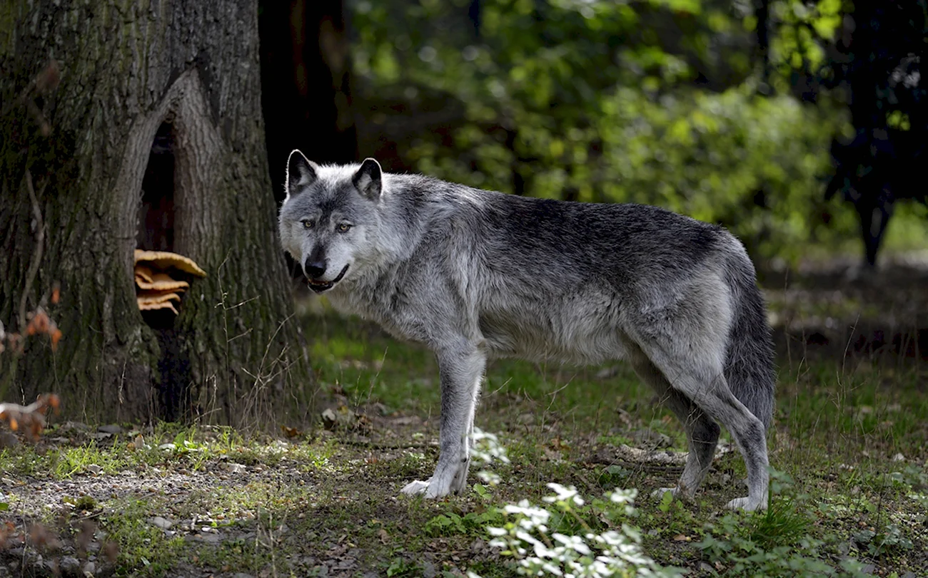 Макензийский Равнинный волк. Картинка