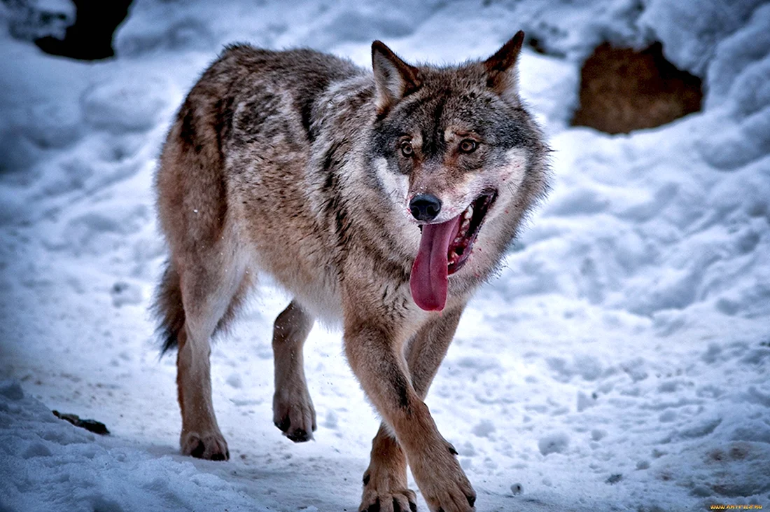 Макензийский Тундровый волк. Красивые картинки животных