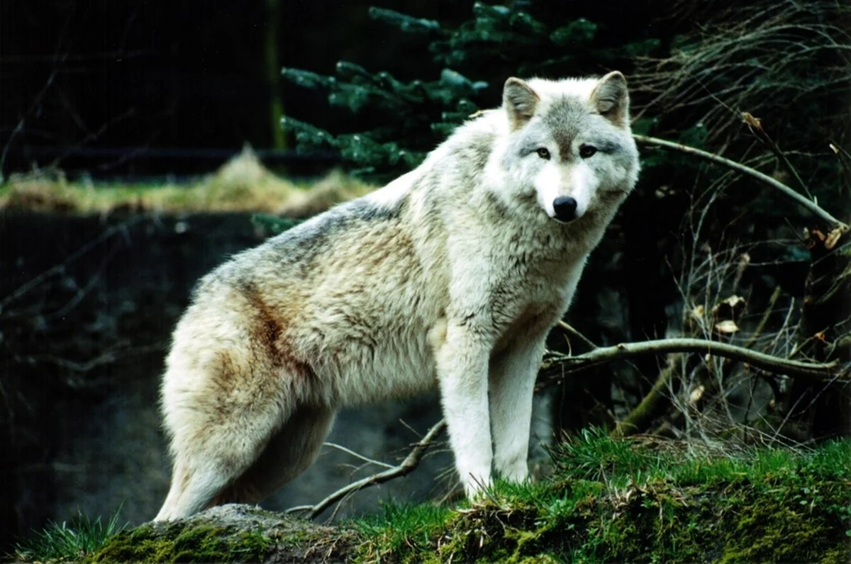 Макензийский Тундровый волк. Картинка