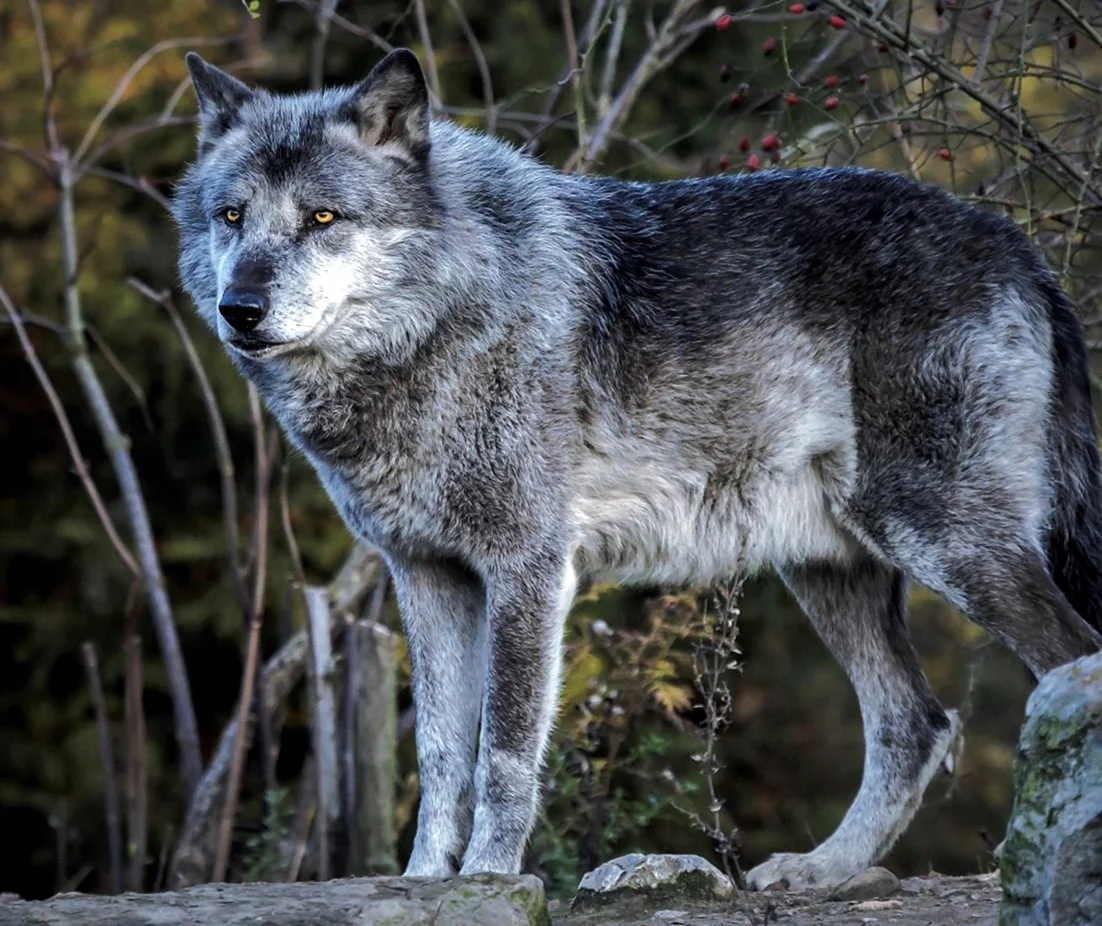 Макензийский волк. Красивое животное