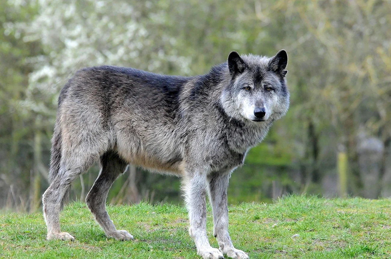 Макензийский волк. Картинка