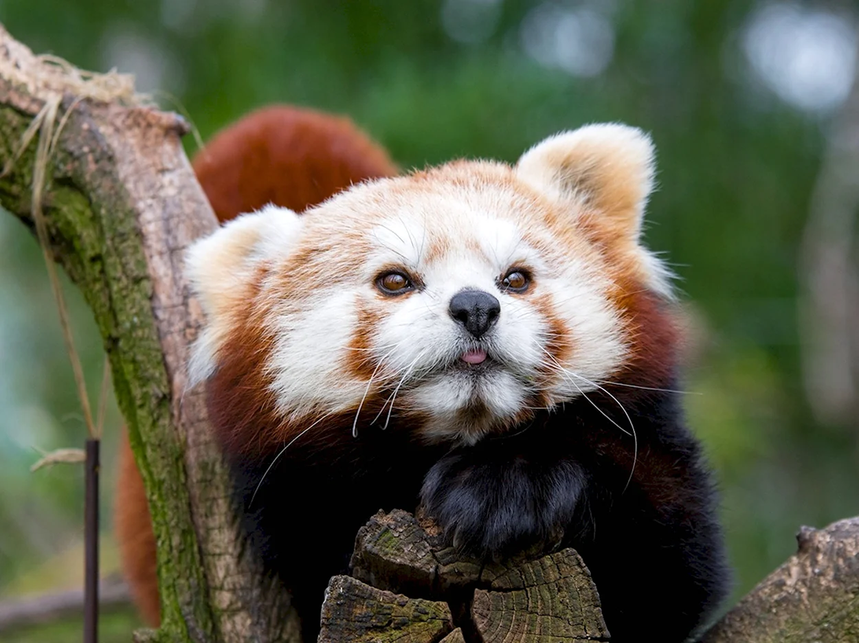 Малая красная Панда. Красивое животное