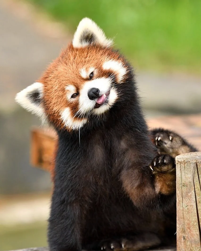 Малая красная рыжая енотовидная Панда. Красивое животное