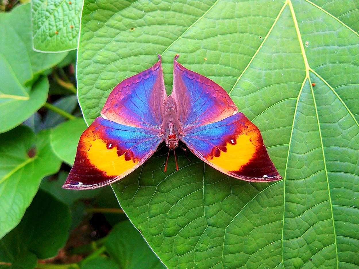 Малайский архипелаг бабочка Каллима. Красивое животное
