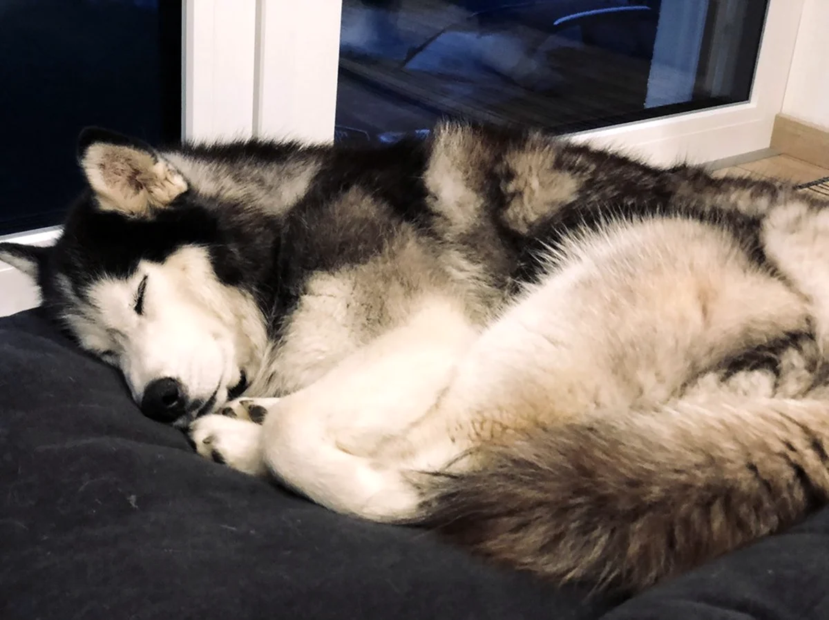 Маламут Аляскинский спит. Красивое животное