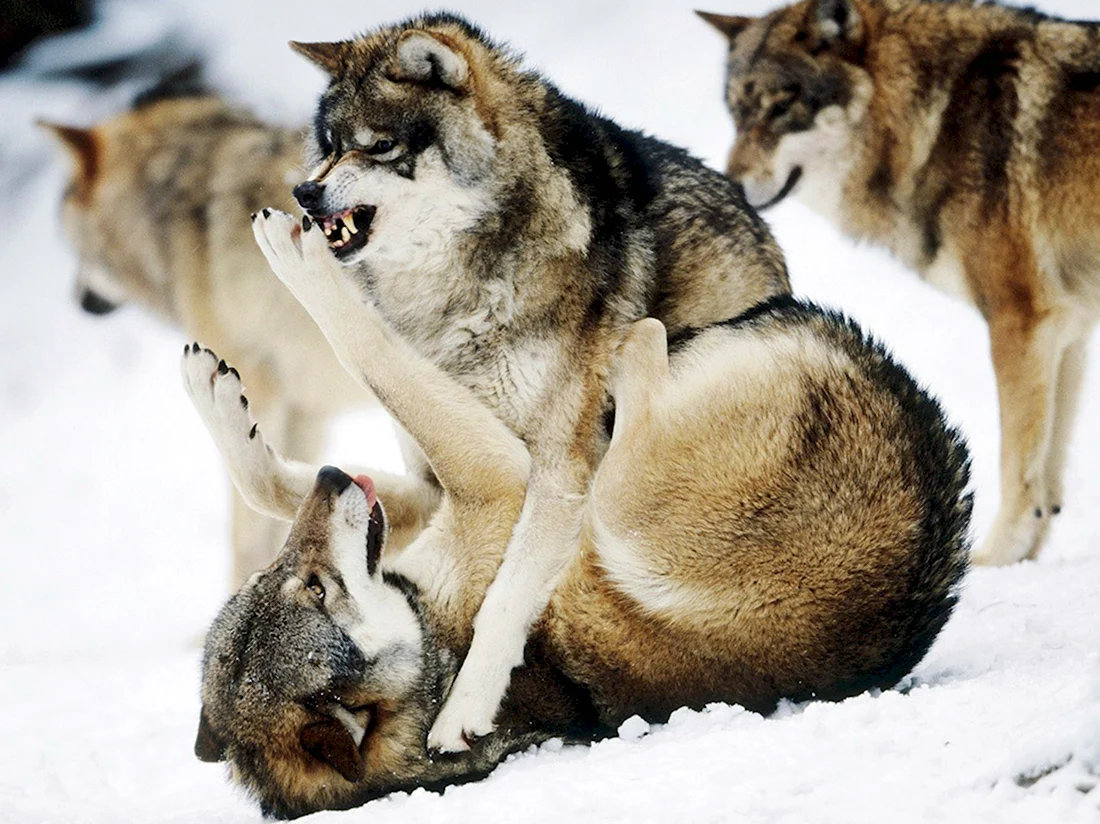 Маламут и волк. Красивые картинки животных