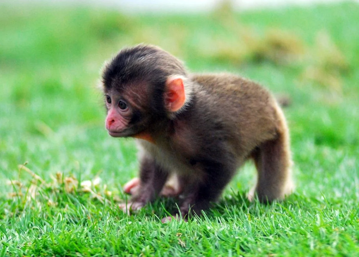 Маленькая обезьянка. Красивое животное