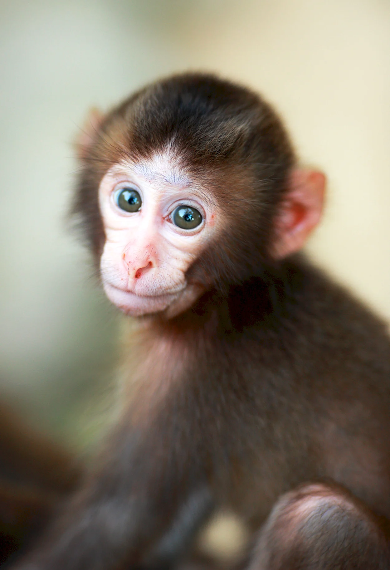 Маленькая обезьянка капуцин. Красивое животное