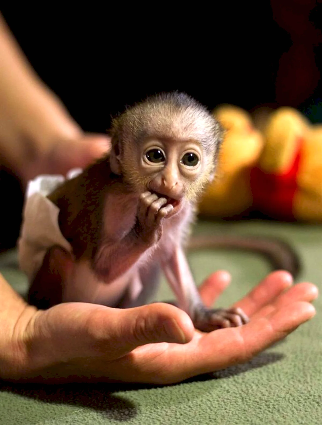 Маленькая обезьянка капуцин. Красивое животное