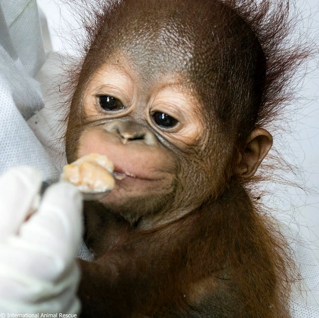 Маленькая обезьянка орангутанг. Красивое животное