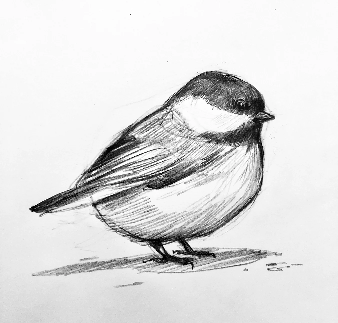 Маленькая птичка рисунок карандашом. Для срисовки