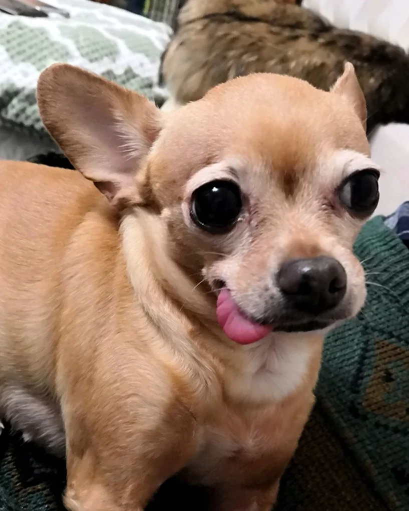 Маленькая собачка с высунутым языком. Красивое животное