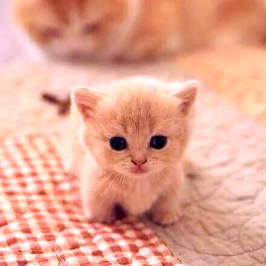 Маленькие котики. Красивые картинки животных