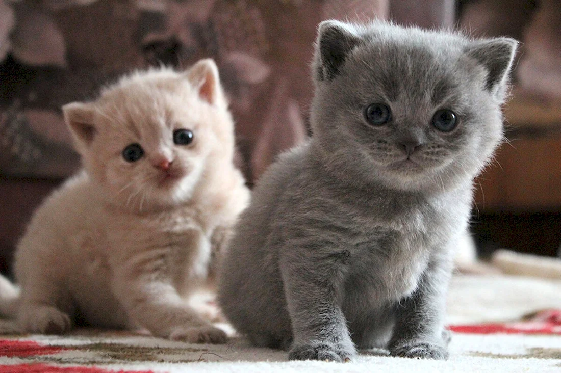Маленькие котики. Красивые картинки животных