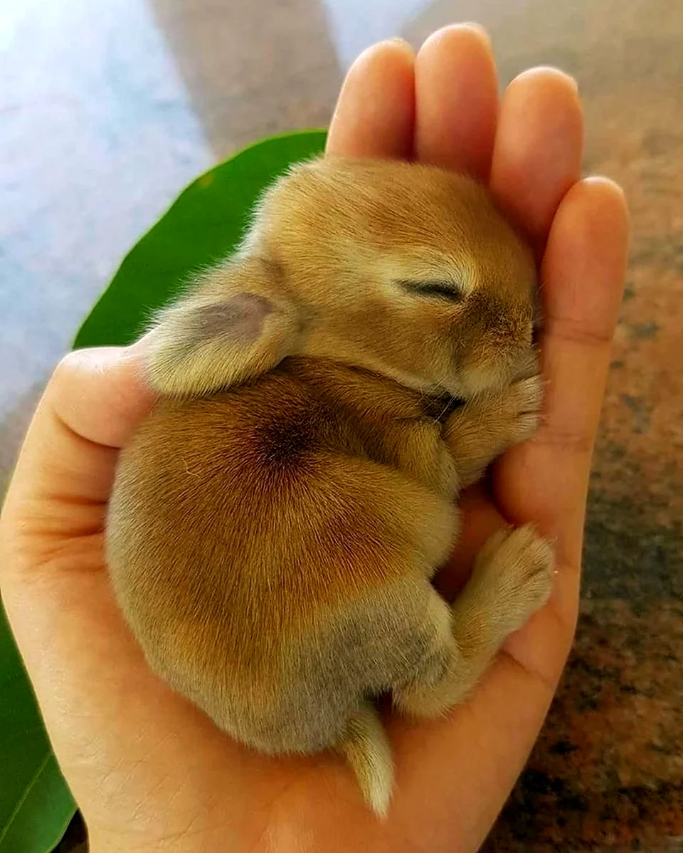 Маленькие крольчата. Красивое животное