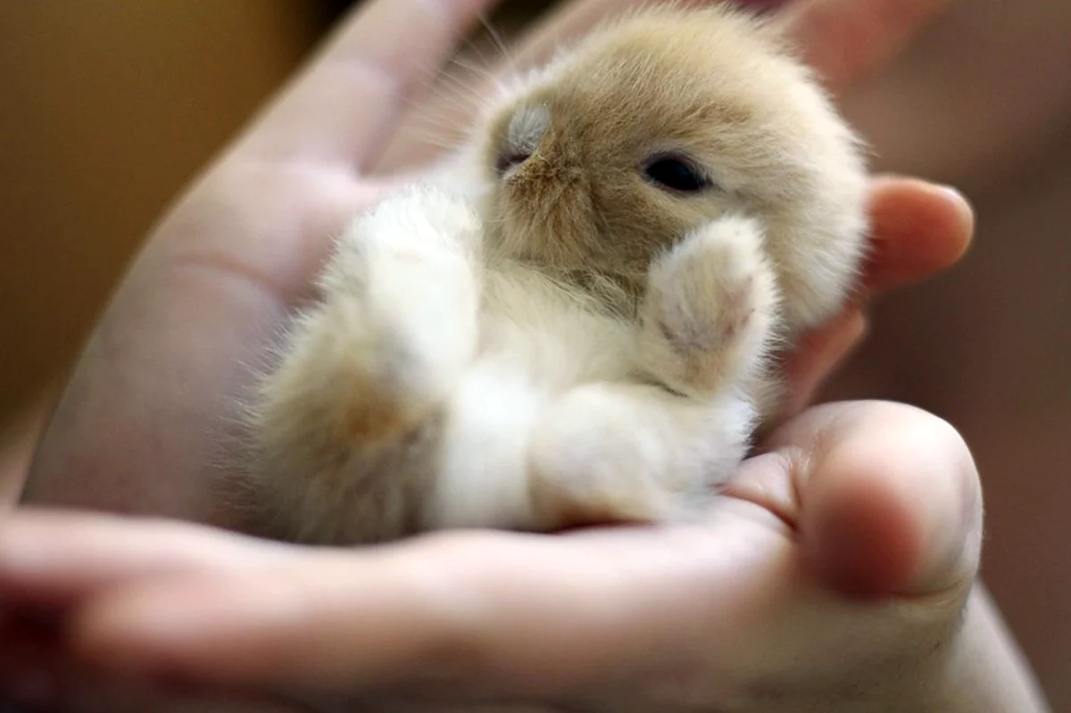 Маленькие кролики. Красивое животное