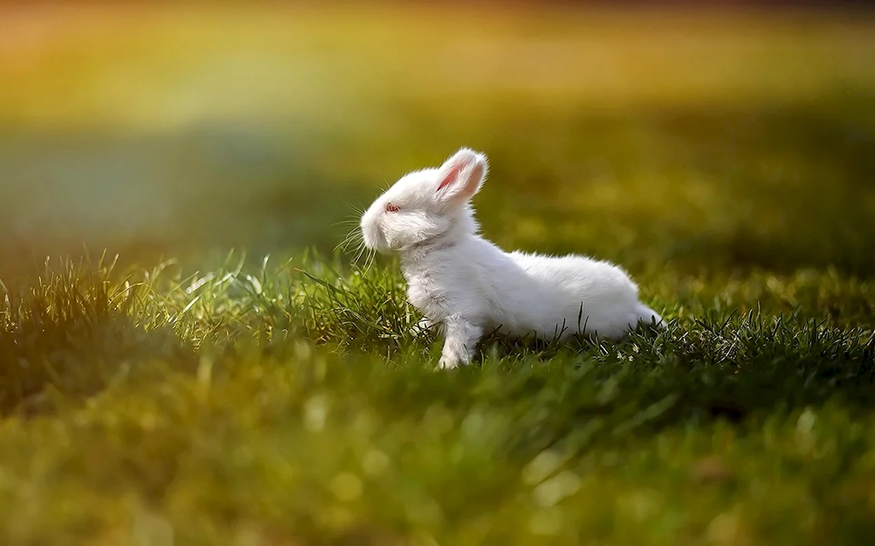 Маленькие кролики. Красивое животное