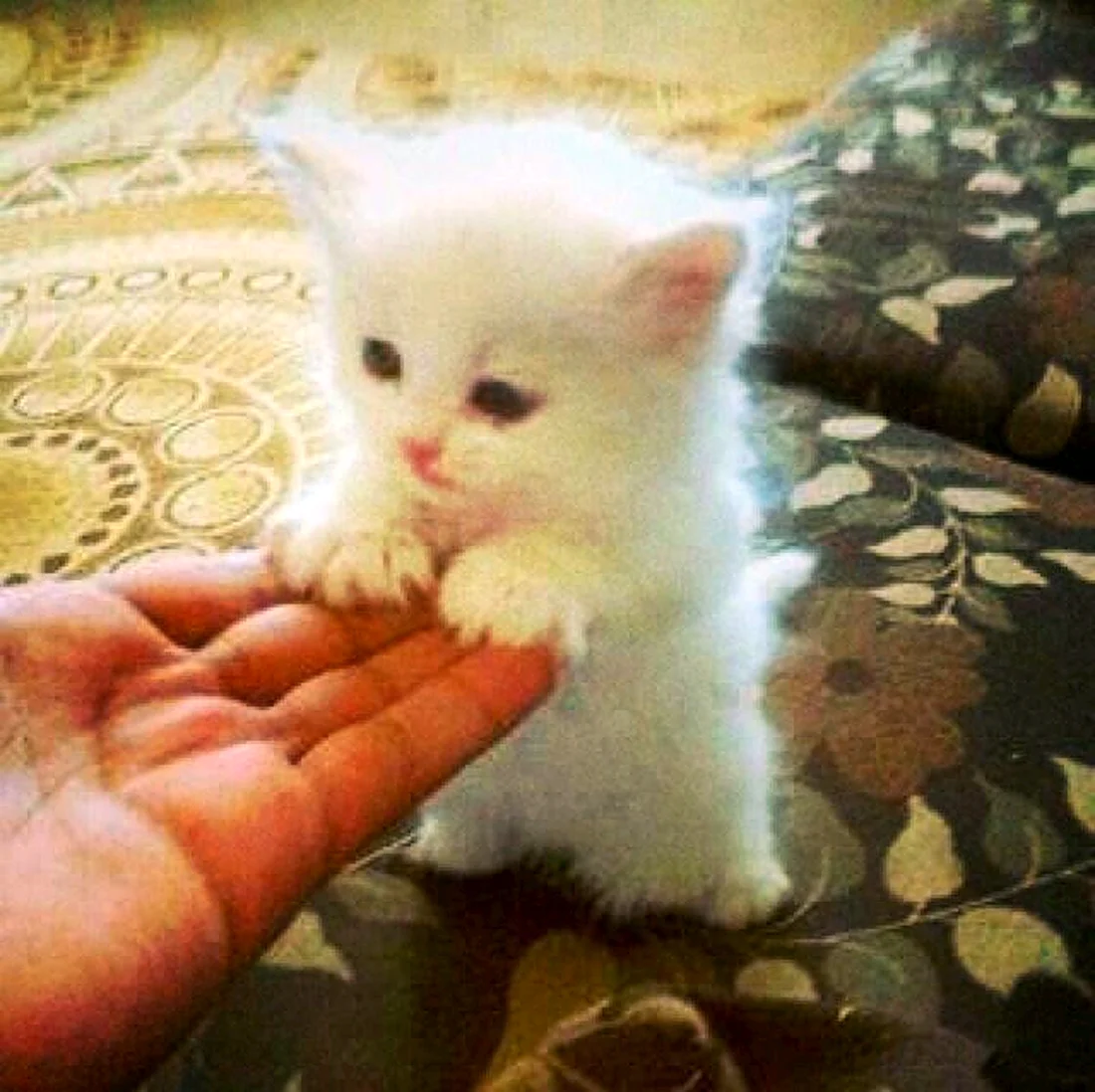 Маленький Беленький котенок. Красивые картинки животных