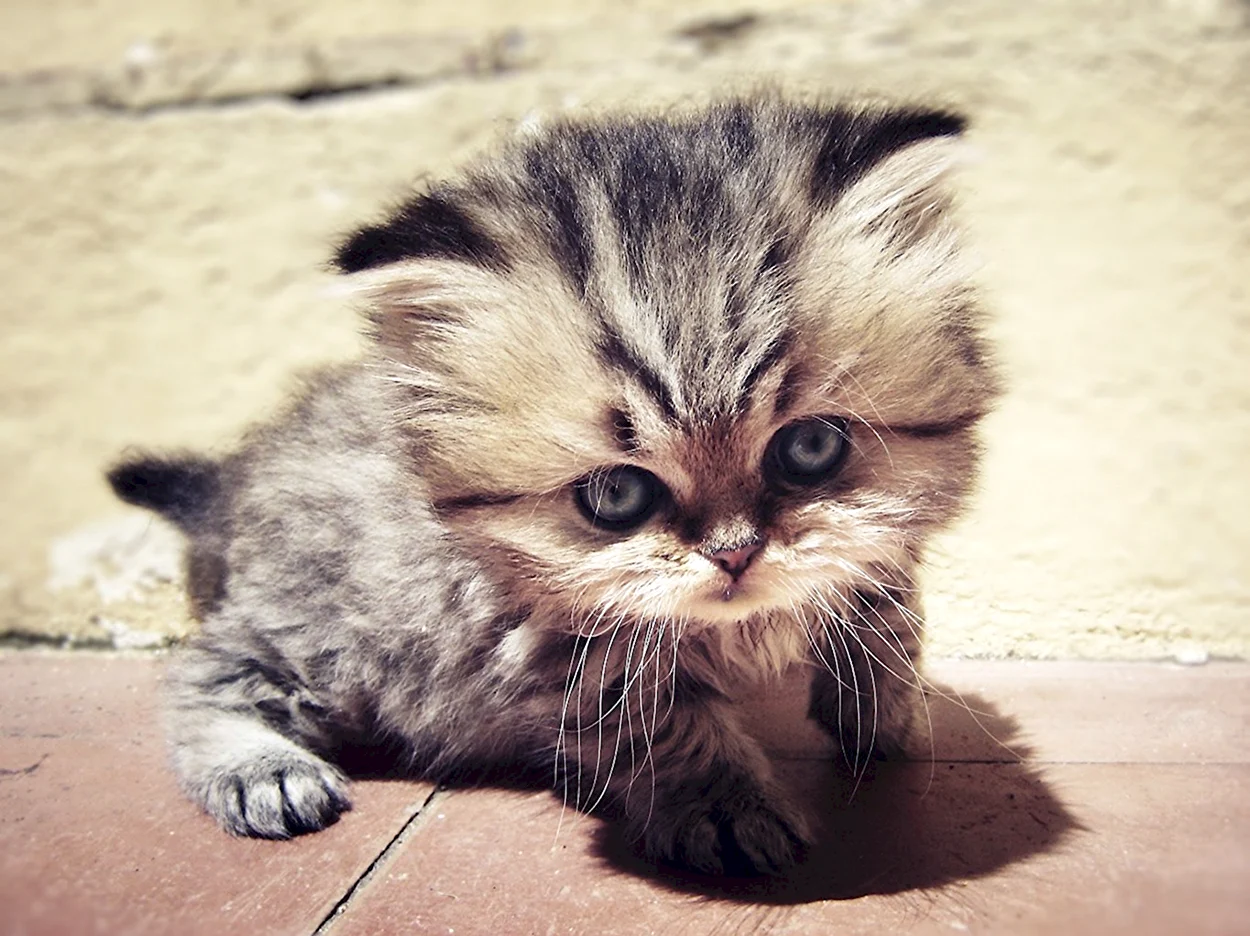 Маленький котенок. Красивое животное