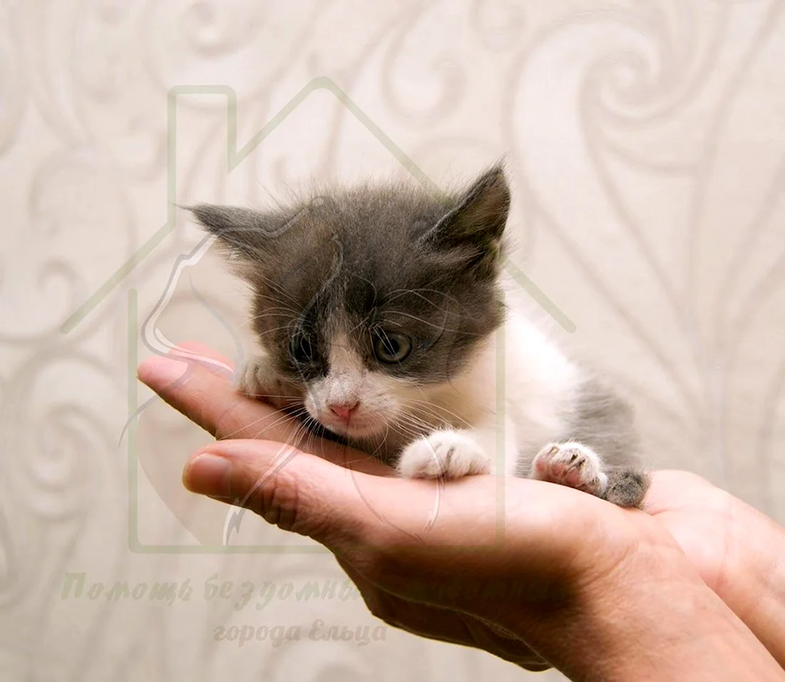 Маленький котенок. Красивые картинки животных