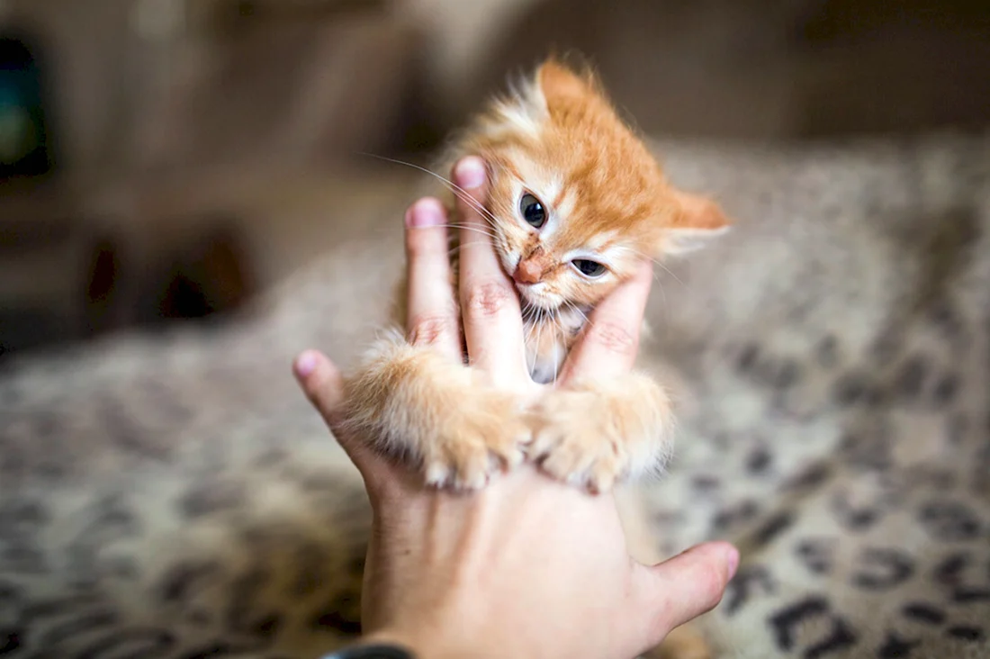 Маленький котенок. Красивые картинки животных