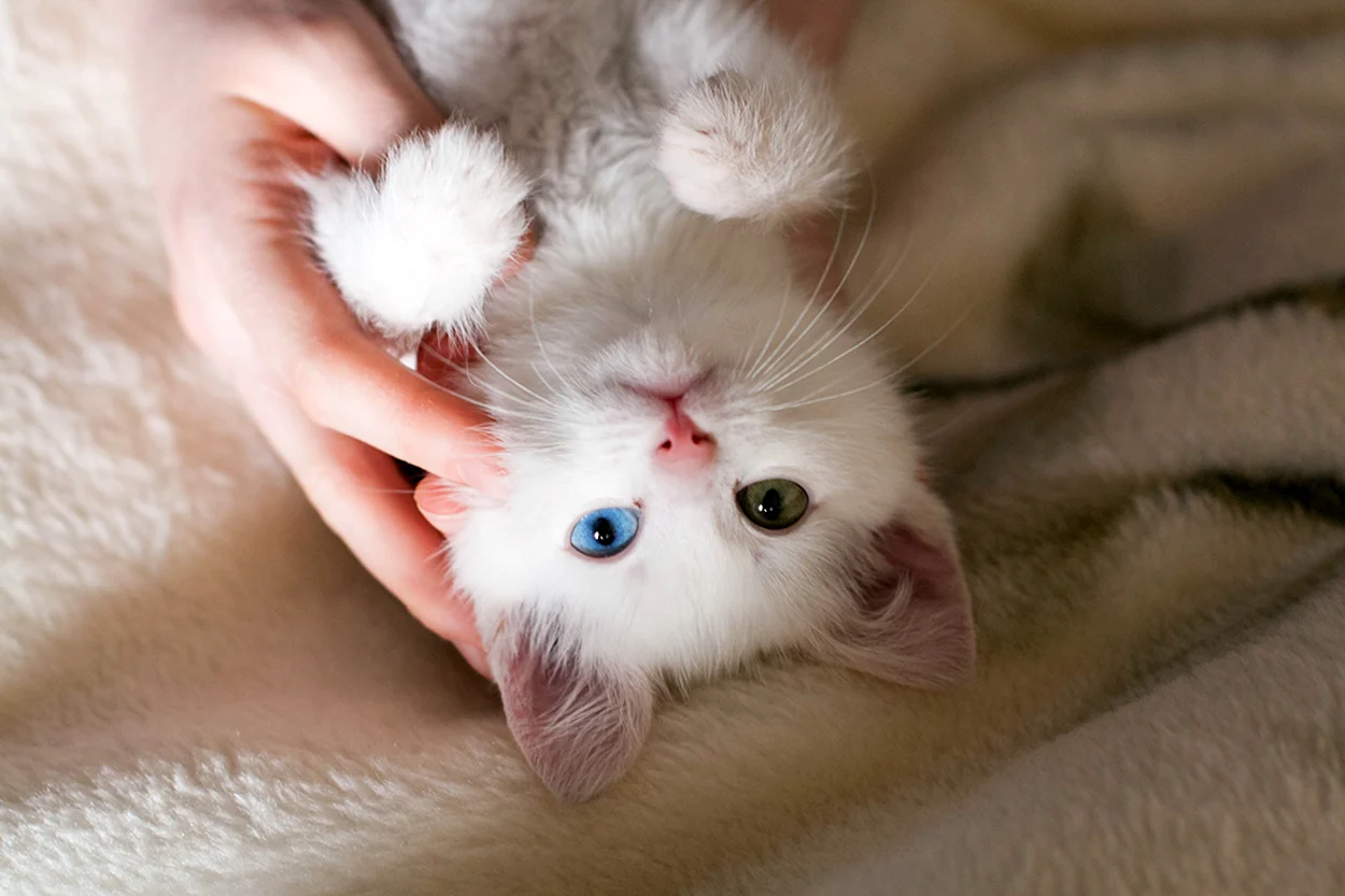 Маленький котенок. Красивое животное