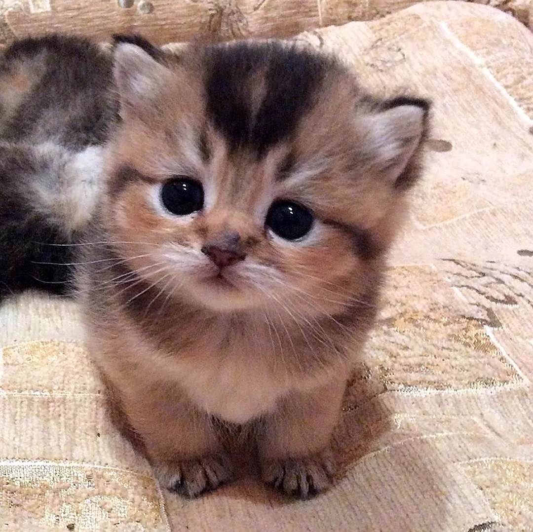 Маленький милый котенок. Красивые картинки животных