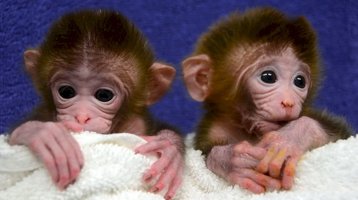 Малыши обезьянки. Красивое животное