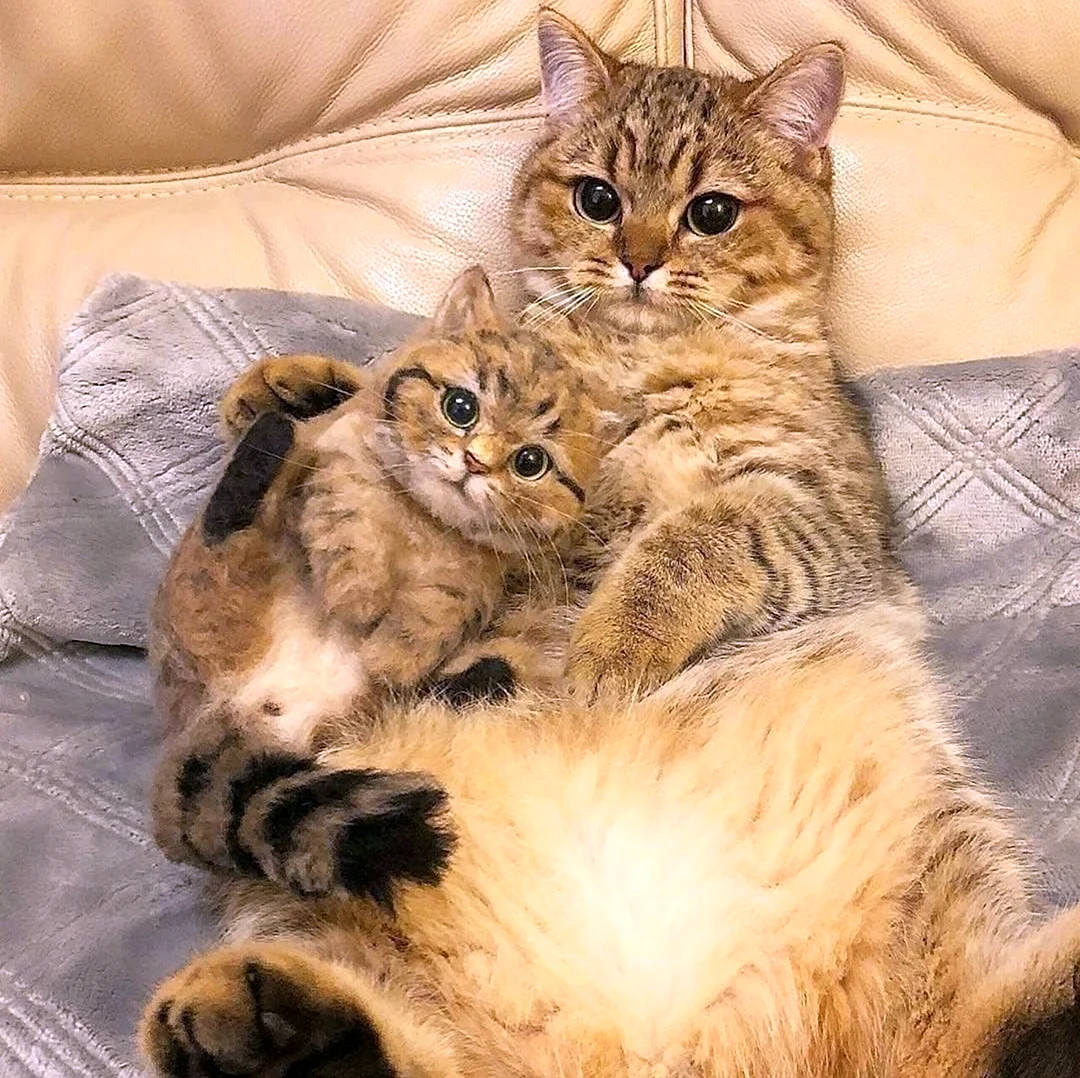 Мама кошка и котенок. Красивые картинки животных