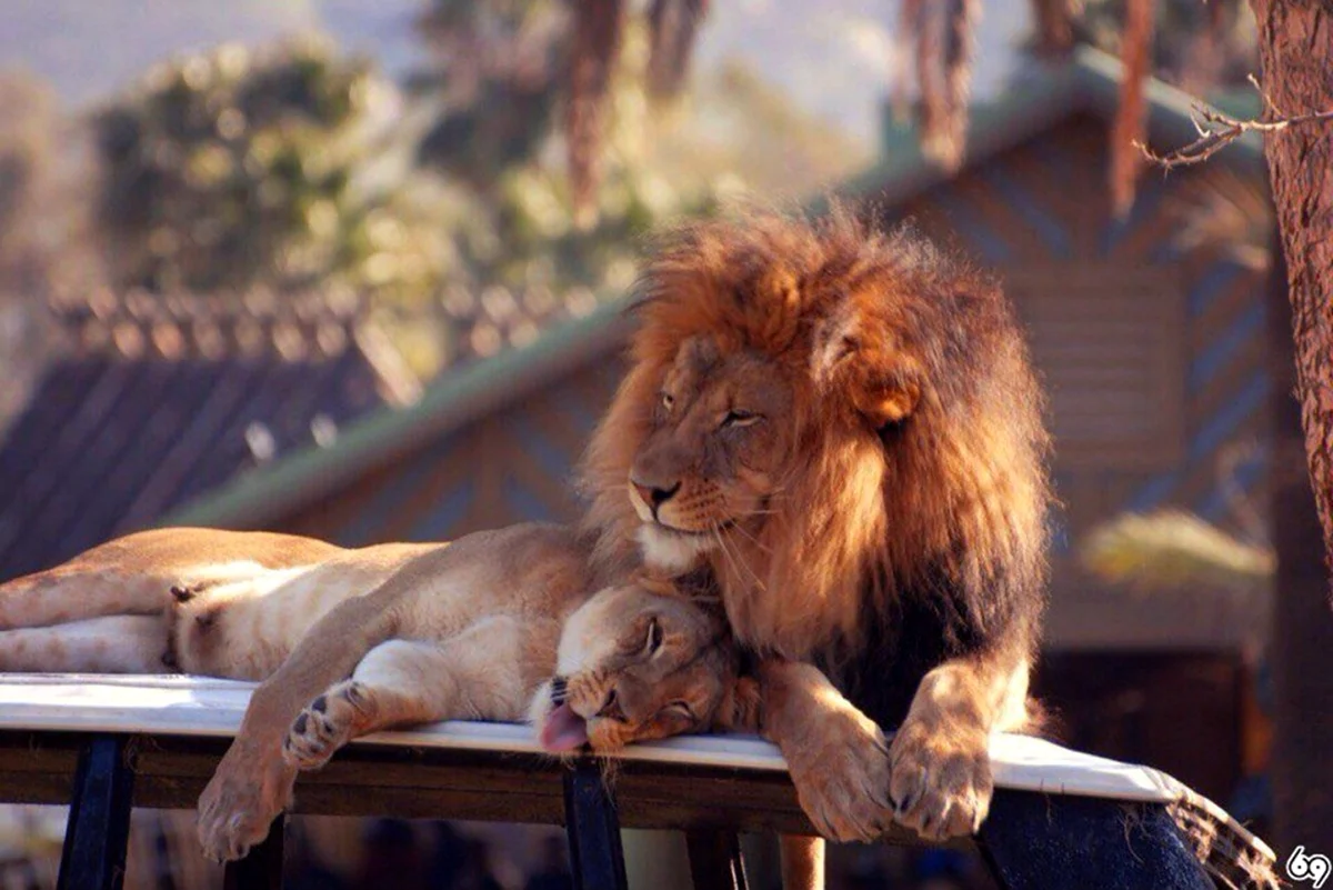 Мама львица за спиной у львенка фото для Инстаграм. Красивая картинка