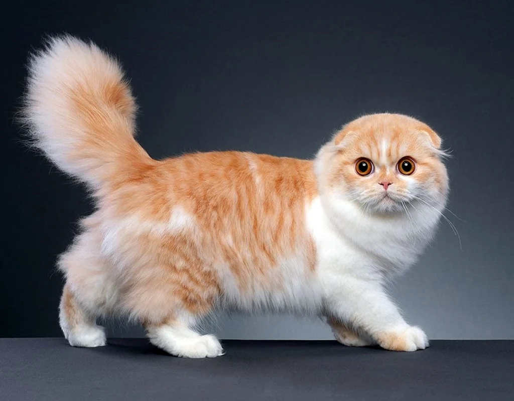 Манчкин кошка рыжая. Красивое животное