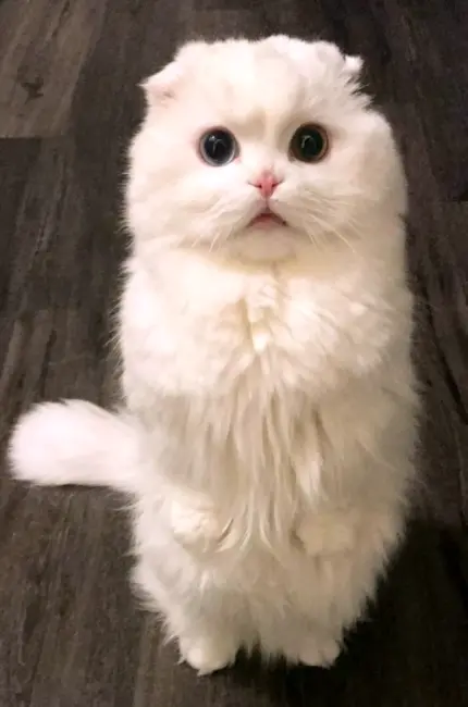 Манчкин кот вислоухий белый. Красивое животное