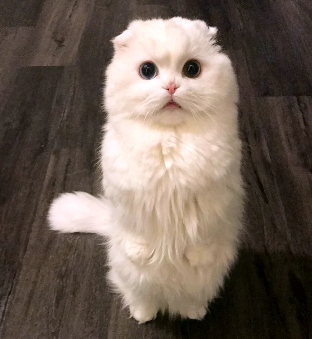 Манчкин кот вислоухий белый. Красивое животное