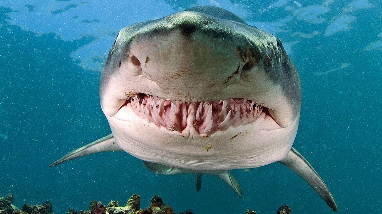 Maneater тигровая акула. Картинка