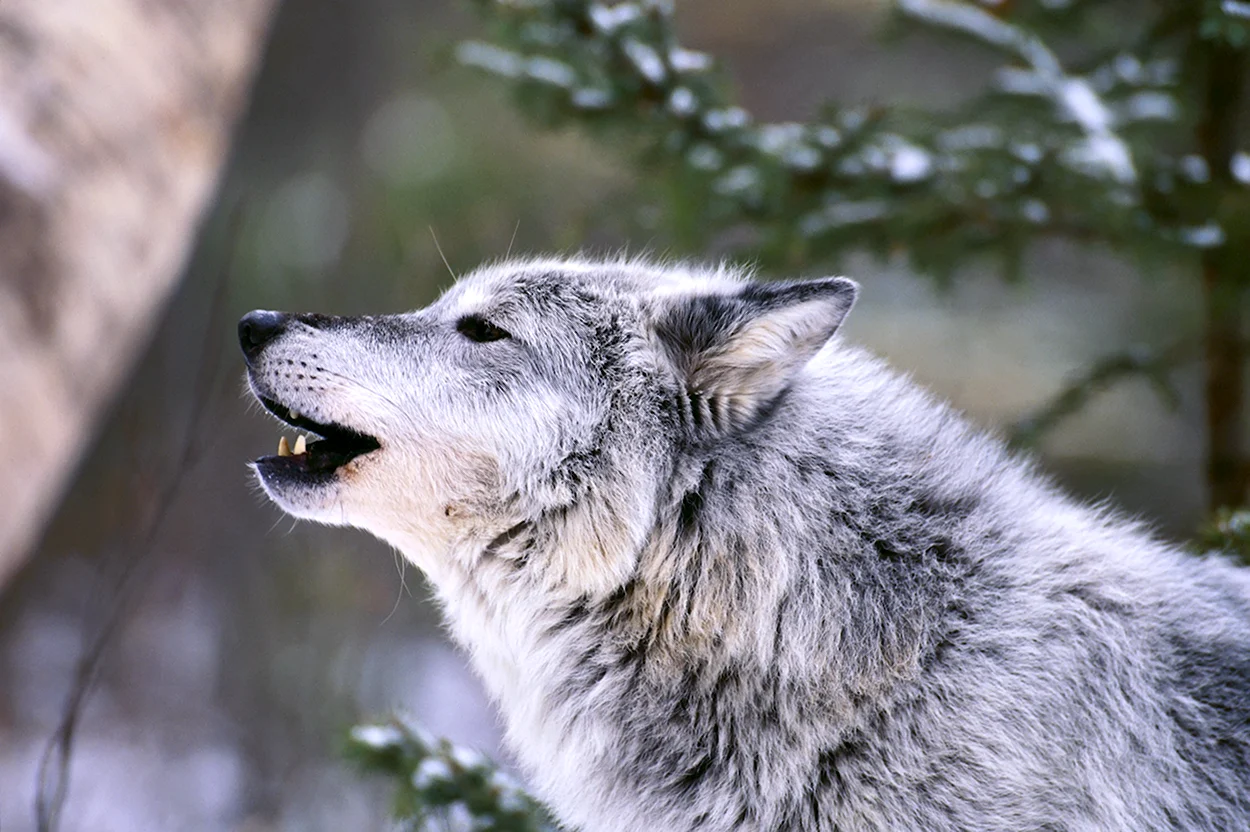 Манитобский волк. Красивое животное