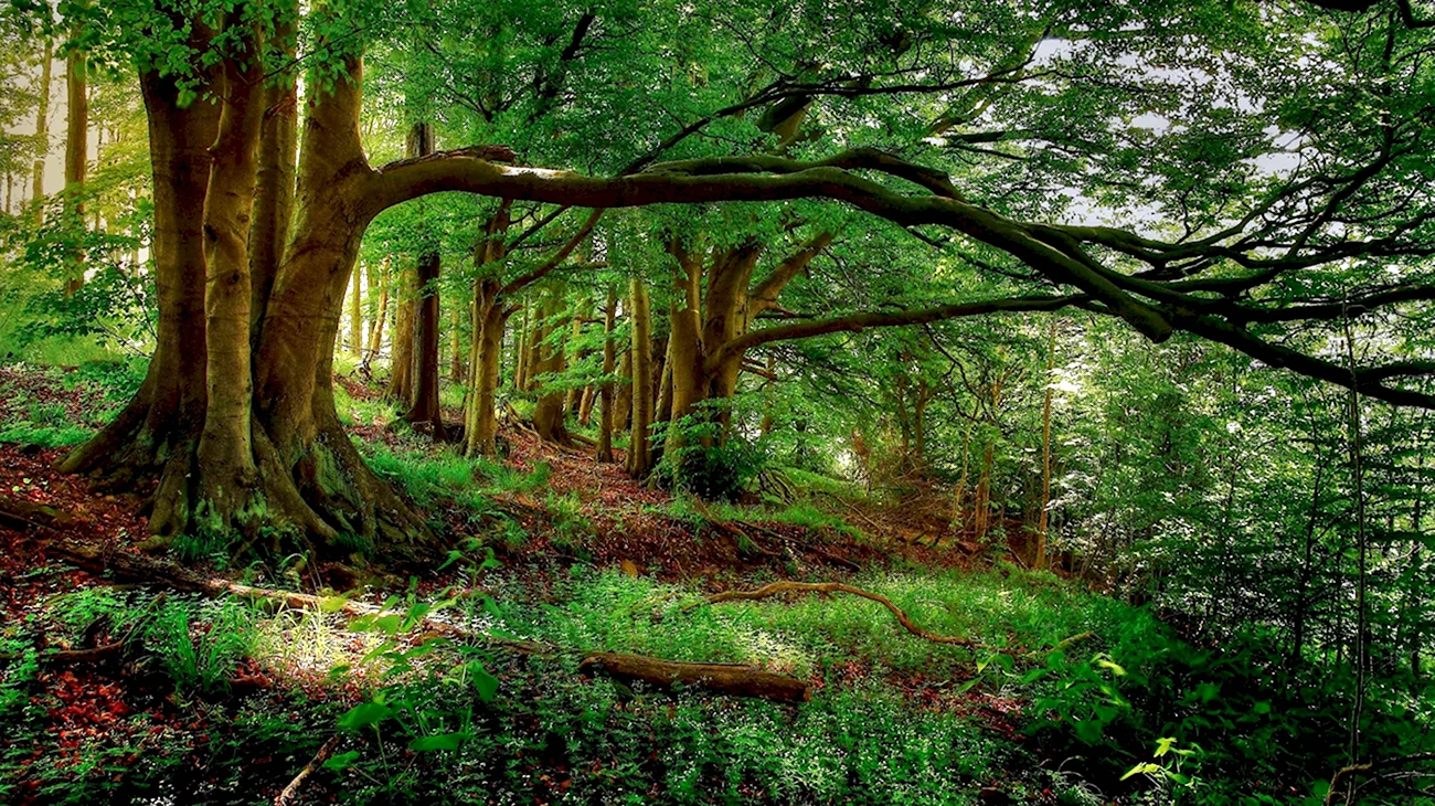 Марбаденский лес. Красивая картинка
