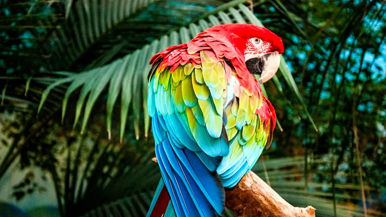 Мартиникский ара. Красивое животное