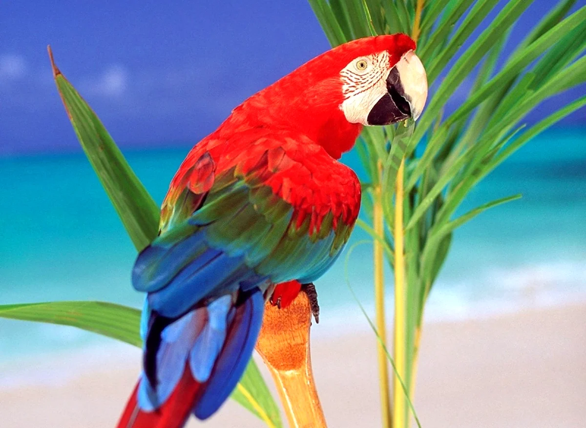 Маверик попугай порода. Красивое животное