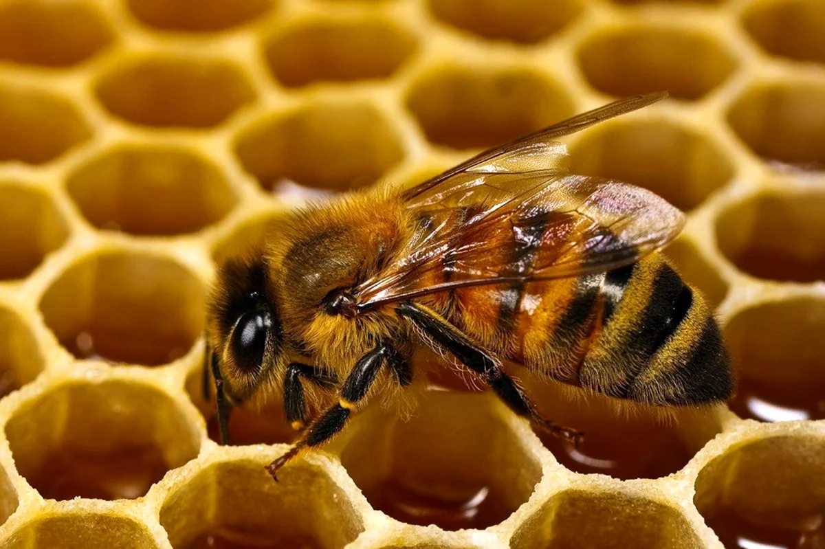 Медоносная пчела. Пчеловодство. Поздравление