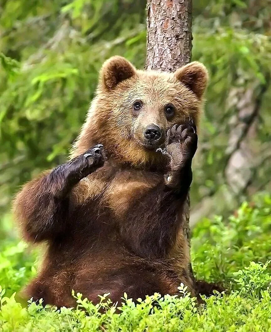 Медведь. Красивое животное
