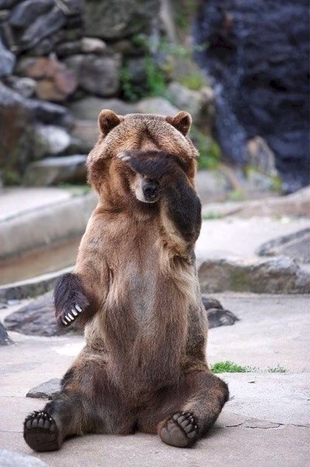 Медведь. Красивое животное