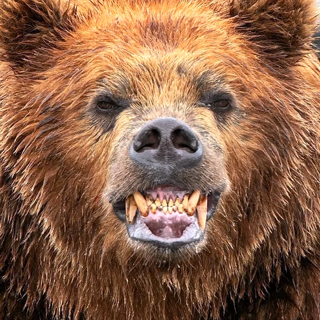 Медведь Гризли. Красивое животное