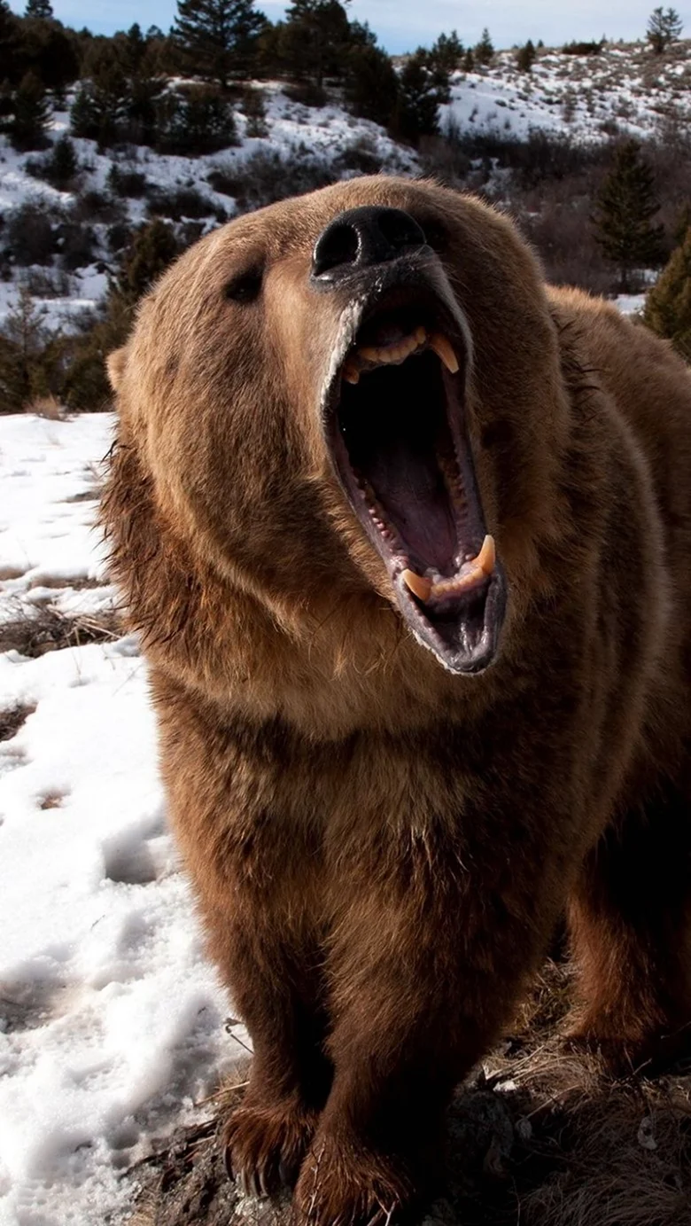 Медведь Гризли. Красивое животное