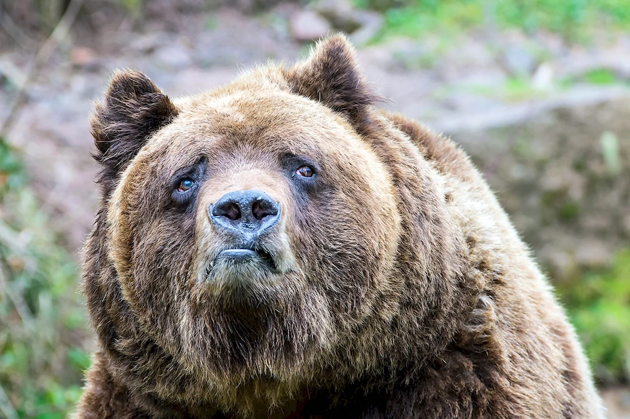Медведь Гризли грустный. Картинка