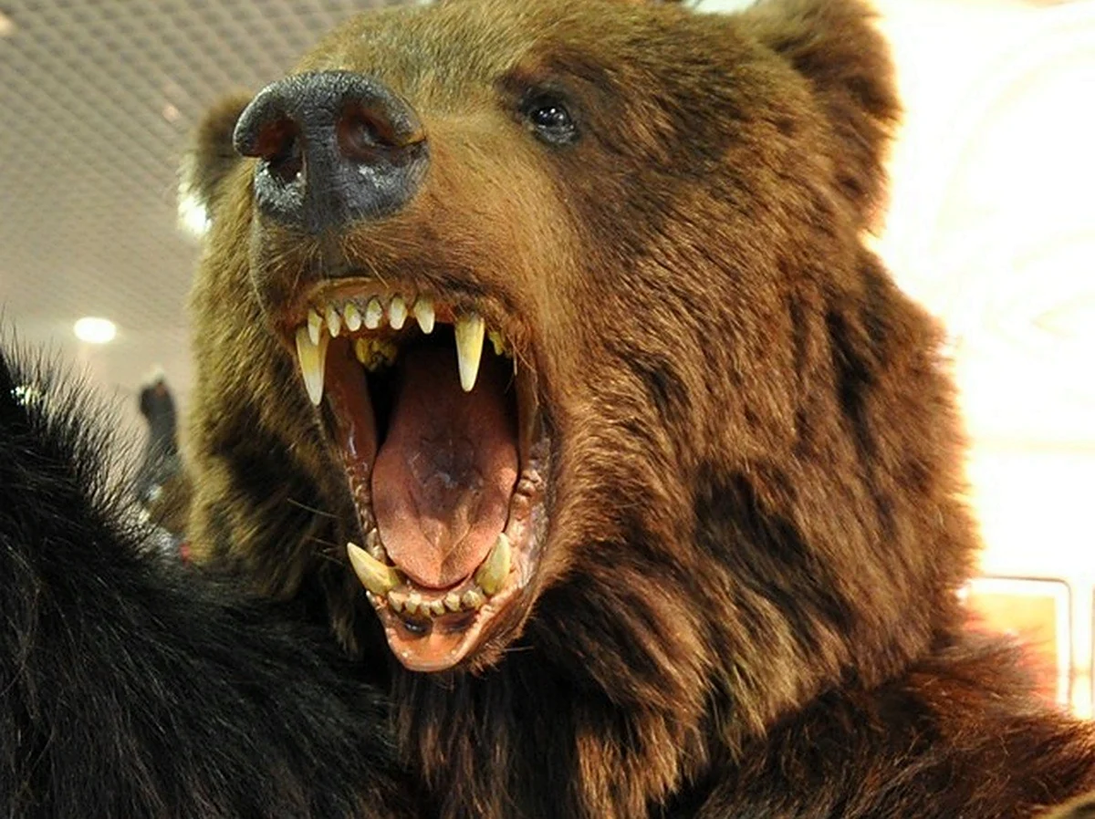 Медведь Гризли нападает. Красивое животное