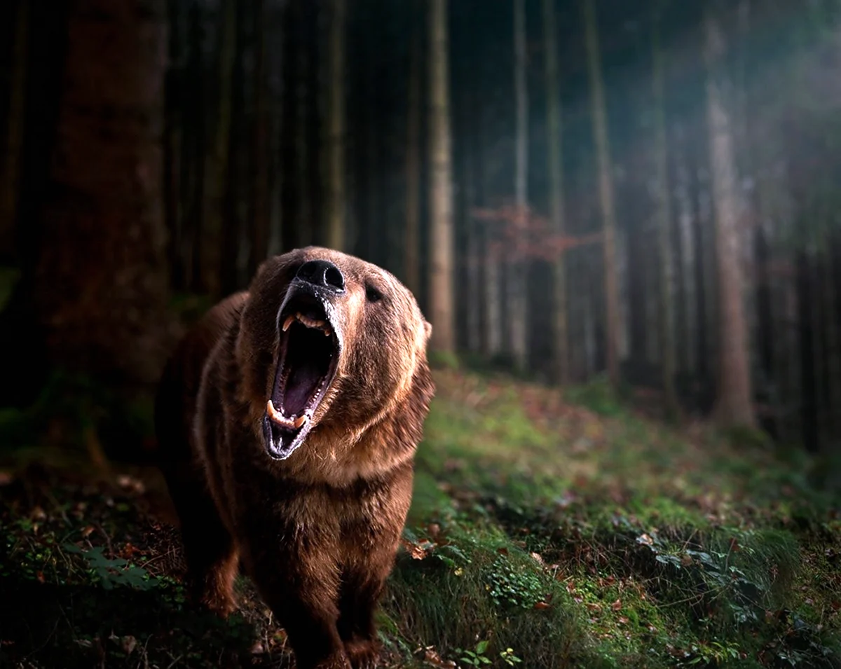 Медведь Гризли нападение. Красивое животное