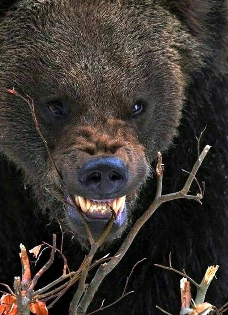 Медведь Гризли оскал. Красивое животное