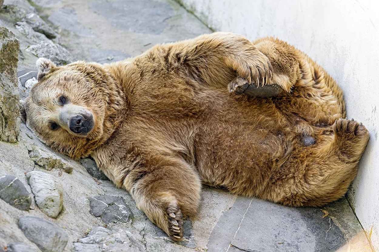 Медведь Гризли толстый. Красивое животное