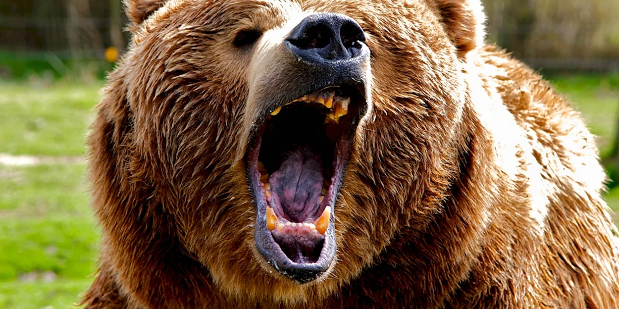 Медведь Гризли злой. Красивое животное