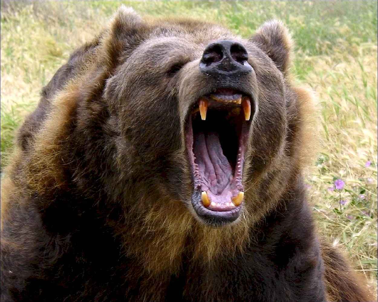 Медведь Гризли злой. Красивое животное